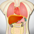 人体解剖学app v1.0 安卓版