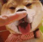 柴犬可爱GIF聊天表情包 9枚高清版 无水印版